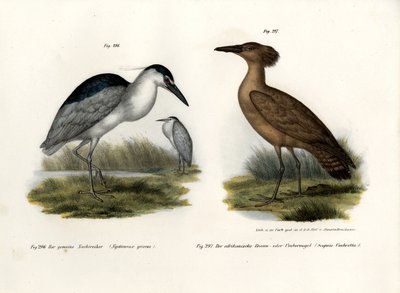 Black-crowned Night Heron by German School